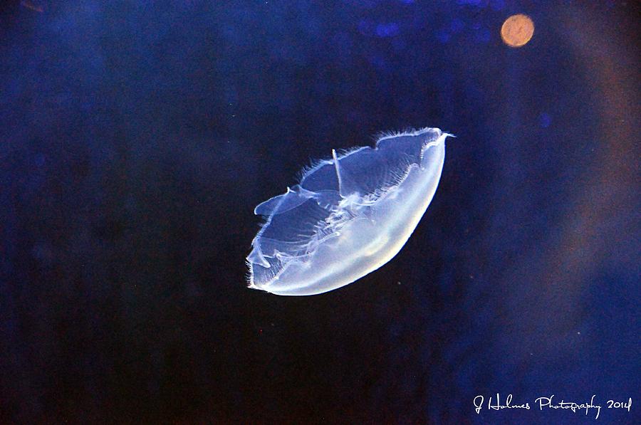 Jelly #1 Photograph by Jerome Holmes