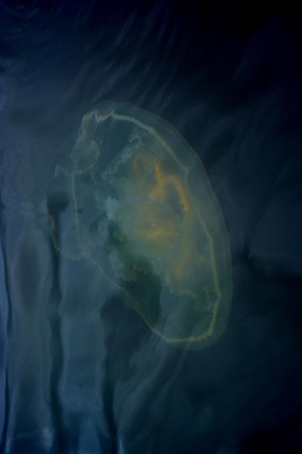 Jellyfish 1 Photograph by Tamara Michael