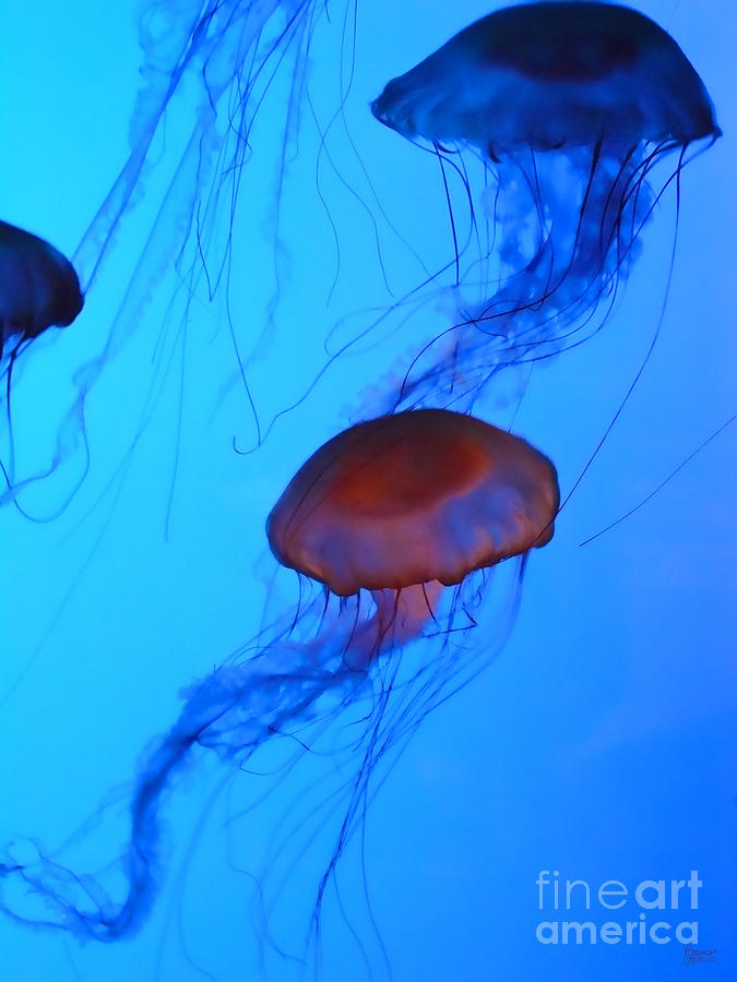 Jellyfish 4 #1 Photograph by Jeff Breiman