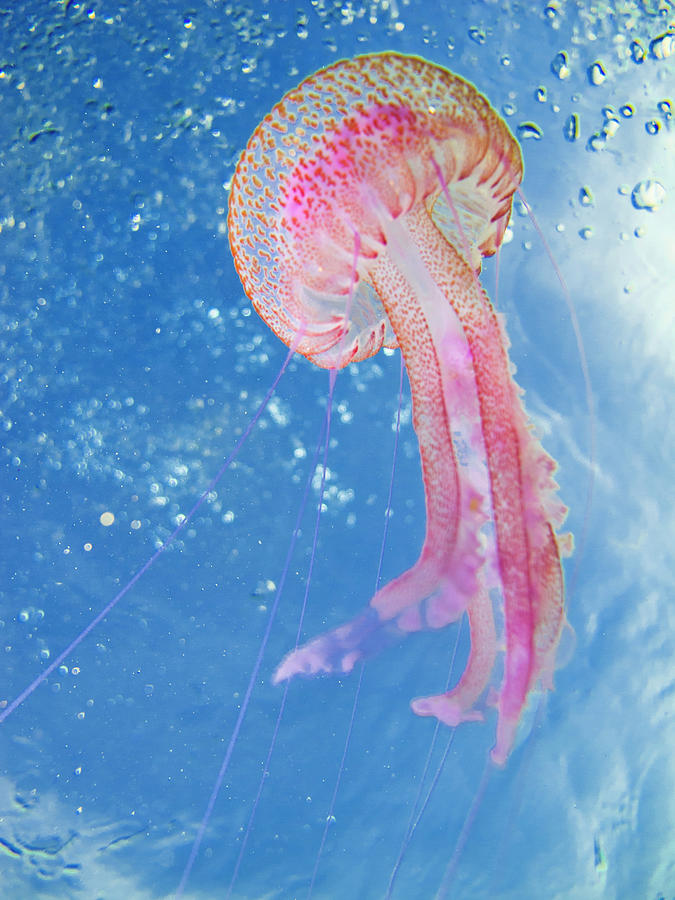 Jellyfish #1 Photograph by Alex Bramwell