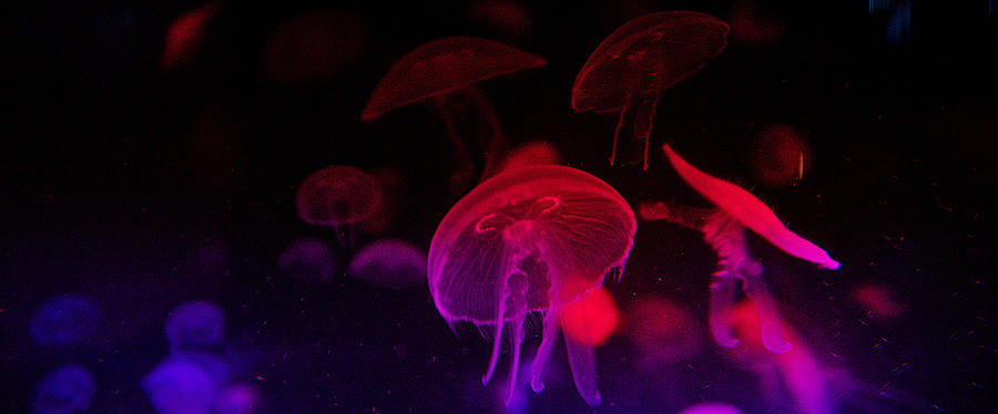 Jellyfish #2 Photograph by Prince Andre Faubert