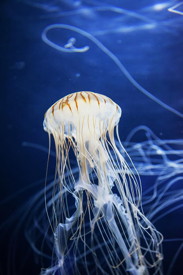 Jellyfish At The Aquarium Of The Bay Photograph by Leah Bignell | Fine ...