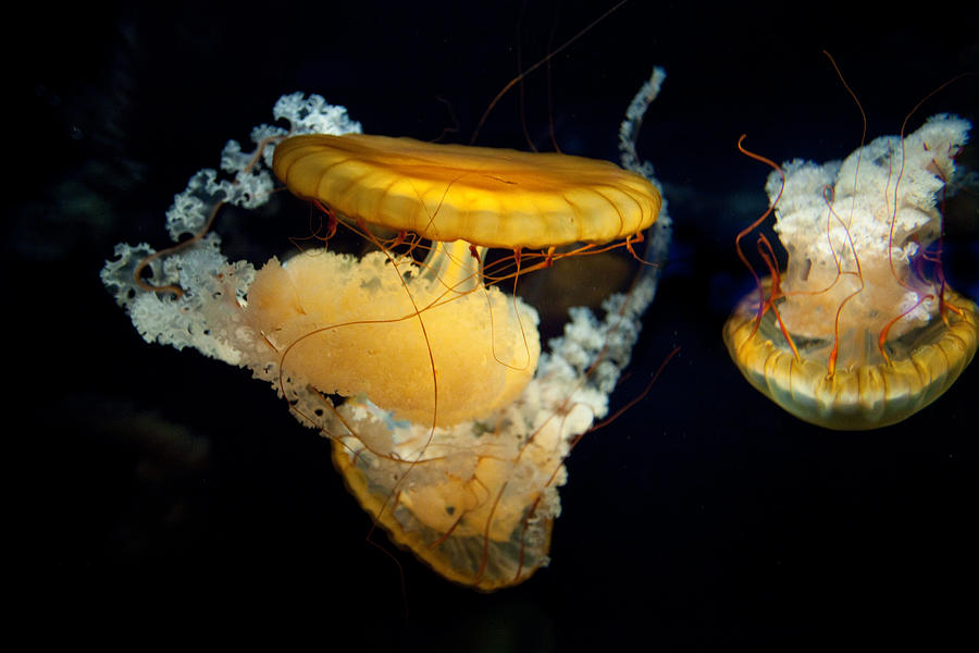Jellyfish #2 Photograph by John Magyar Photography