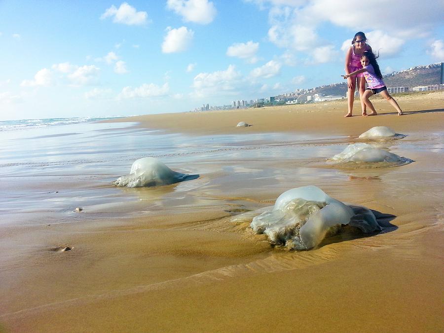 Jellyfish On The Beach #1 Photograph by Photostock-israel