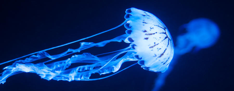 Jellyfish Panorama #1 Photograph by U Schade