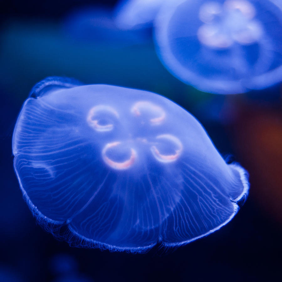 Jellyfish Square #1 Photograph by U Schade