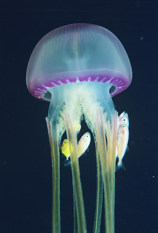 Jellyfish With Fish Photograph By Lionel, Tim & Alistair Science Photo 