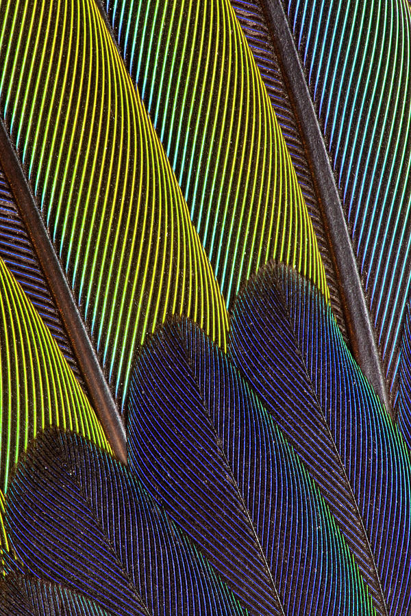 Feather Still Life Photograph - Jenday Conure Wing Feather Detail #1 by Darrell Gulin