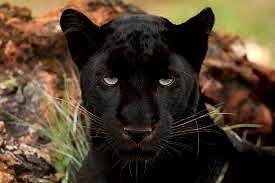 Black Panther Movie Photograph - Jeremy Tintle - Black Panther #1 by Jeremy Tintle Atlanta Jeremy Tintle GA
