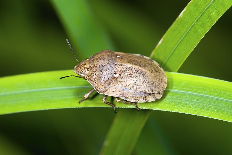 Jewel bug Photograph by Science Photo Library | Pixels