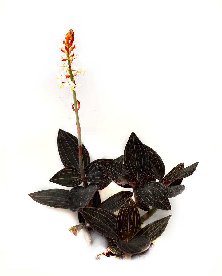 Jewel Orchid Ludisia discolor #1 Photograph by Nathan Abbott