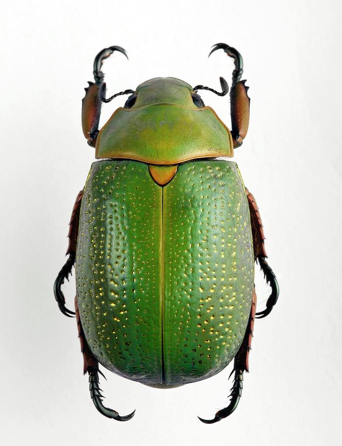 Egyptian Scarab Beetle | Hot Sex Picture