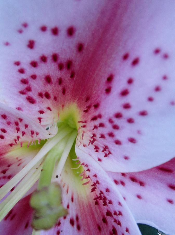 Jewels Lily #1 Photograph by Cynthia  Clark