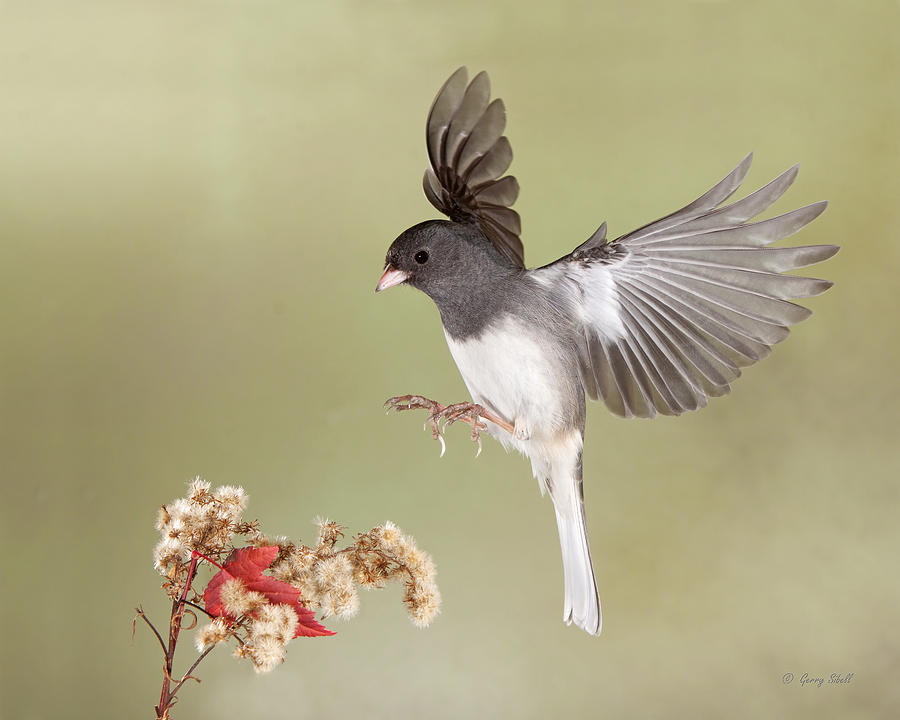Jimmy Junco #2 Photograph by Gerry Sibell