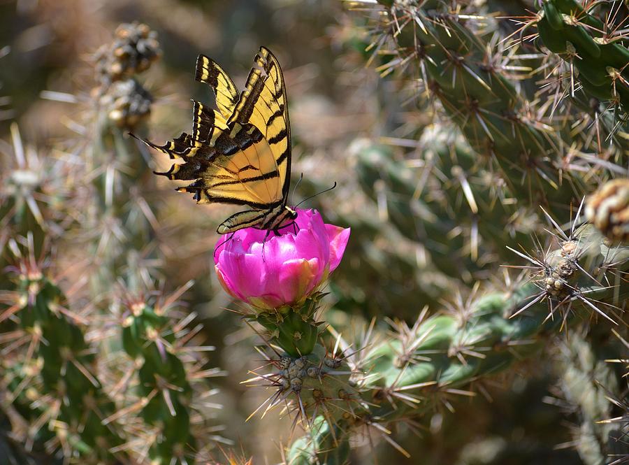 Butterfly Photograph - John Dunn Bridge Butterfly #1 by Charles Frieda