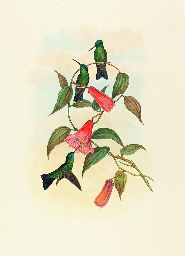 John Gould Drawing - John Gould And H.c #1 by Litz Collection