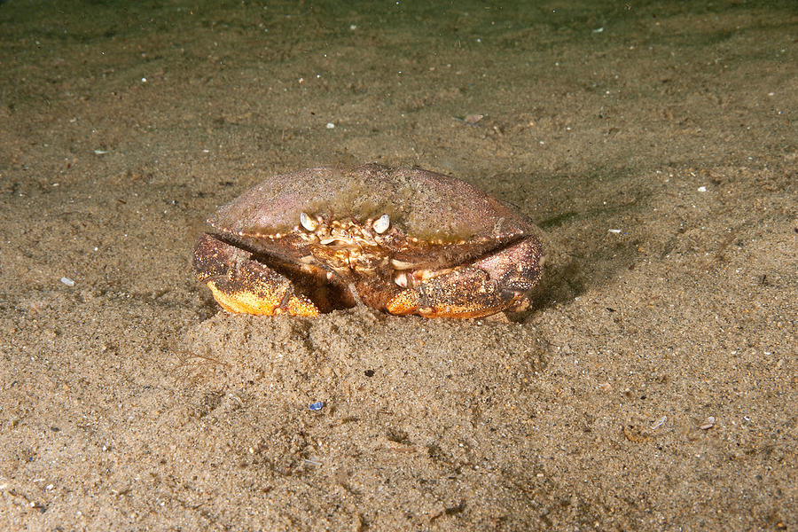Animal Photograph - Jonah Crab With Eggs #1 by Andrew J. Martinez