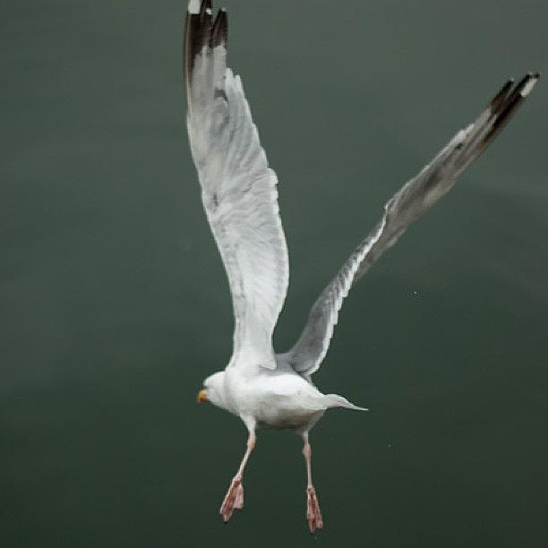 Seagull Photograph - Jonathan Flying. #seagull #fly #flight #1 by Luis Aviles