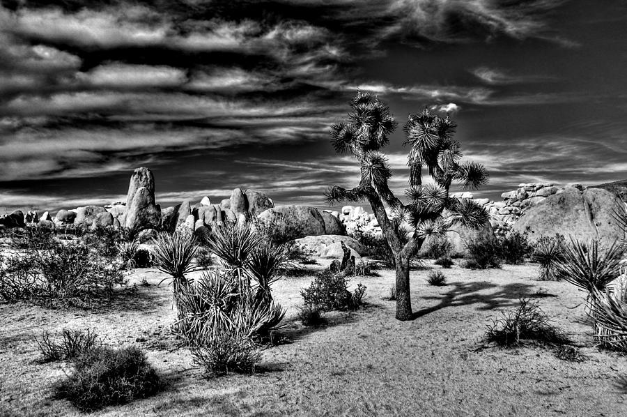 Joshua Tree Black and White #2 Photograph by Benjamin Yeager