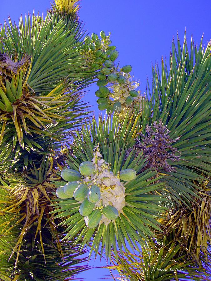 Joshua Tree Blooming Stages #1 Photograph By Sherry Killam - Fine Art 