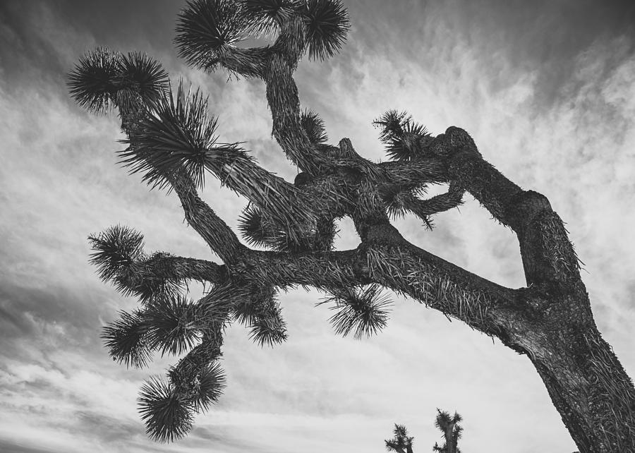 Joshua Tree National Park #2 Photograph by Lee Harland