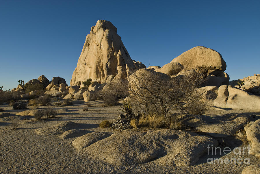 Joshua Tree National Park #1 Photograph by William H. Mullins