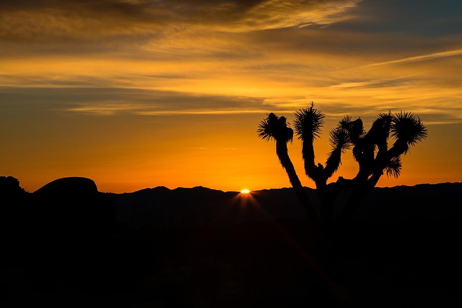 Joshua Tree sunrise  #1 Photograph by Duncan Selby