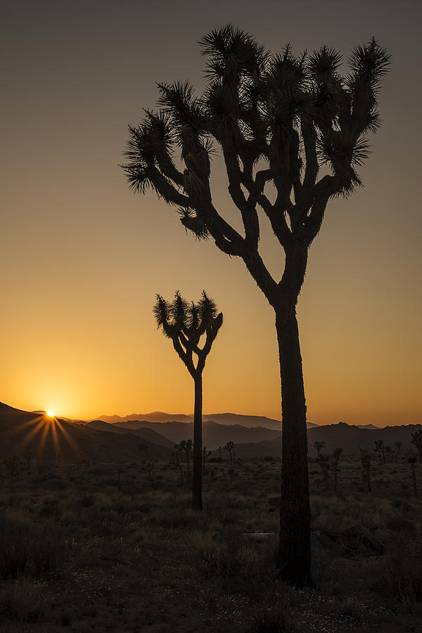 Joshua Tree Sunset #1 Photograph by Lee Kirchhevel