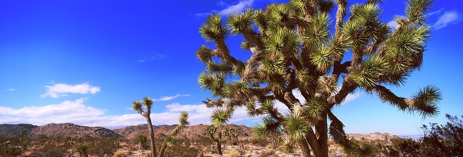 Joshua Trees In A Desert, Joshua Tree Photograph by Panoramic Images ...