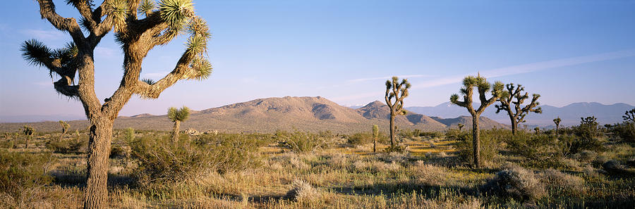 Joshua Trees In Joshua Tree National #1 Photograph by Panoramic Images