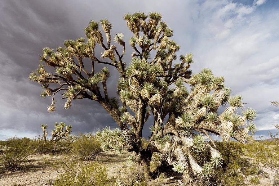 Joshua Trees (Yucca Brevifolia) Photograph By Science Photo Library ...