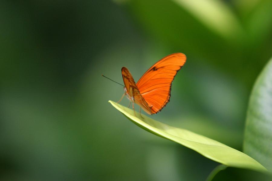 Julia Butterfly #1 Photograph by John Dart