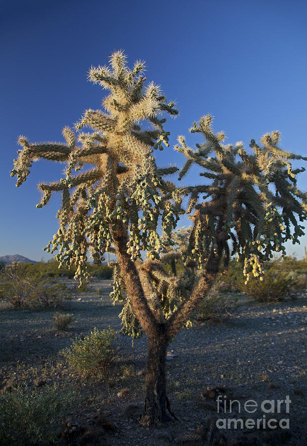 Jumping Cholla #1 Photograph by Jim West