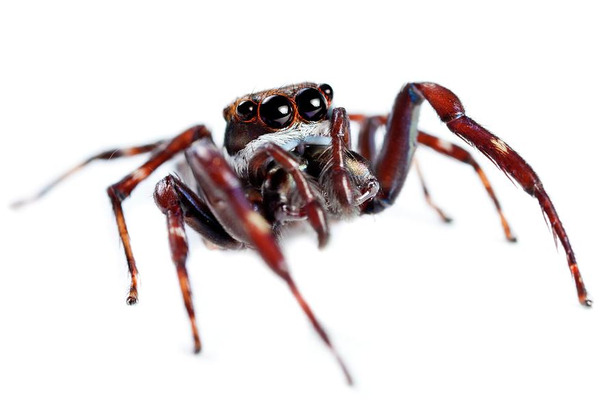 Jumping Spider #1 Photograph by Alex Hyde