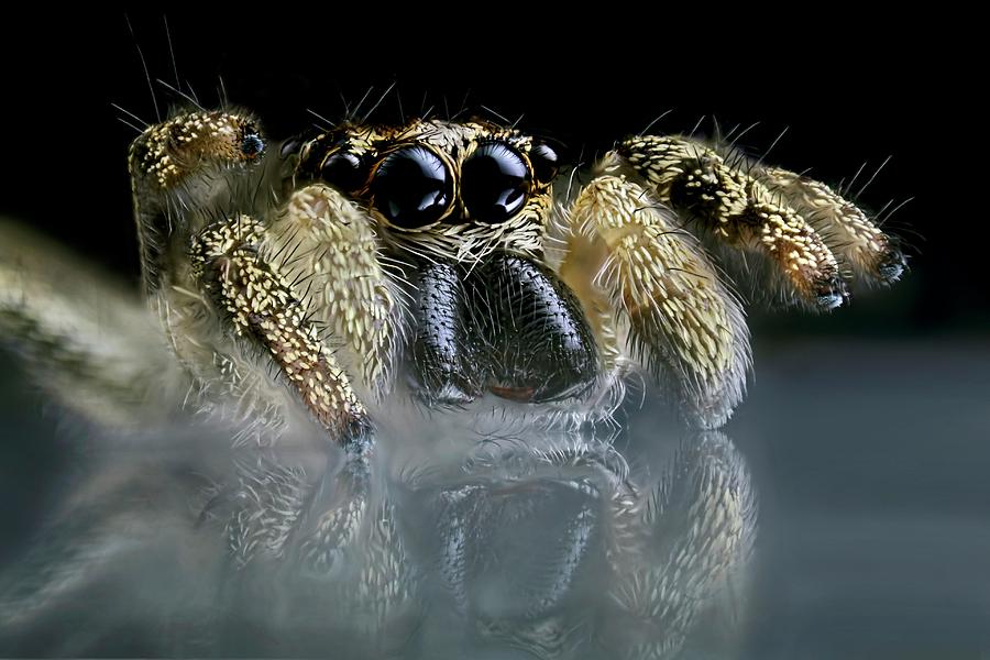 Jumping Spider #1 Photograph by Frank Fox