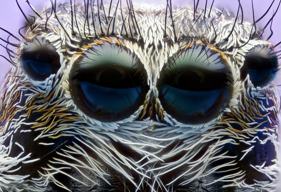 Jumping Spider Head Photograph by Nicolas Reusens