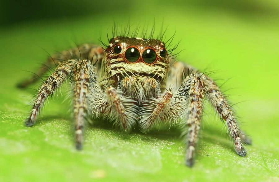 Jumping Spider #1 Photograph by Karthik Photography