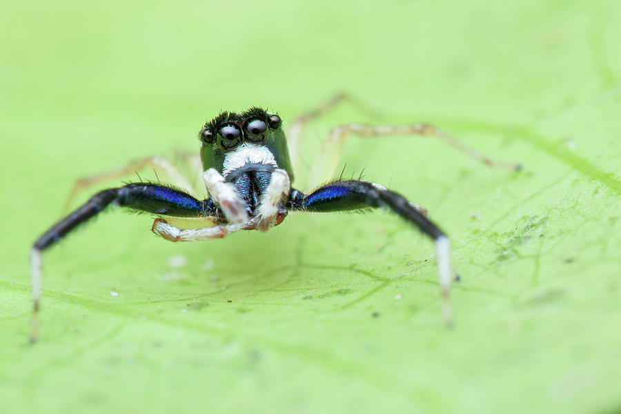 Jumping Spider #1 Photograph by Melvyn Yeo