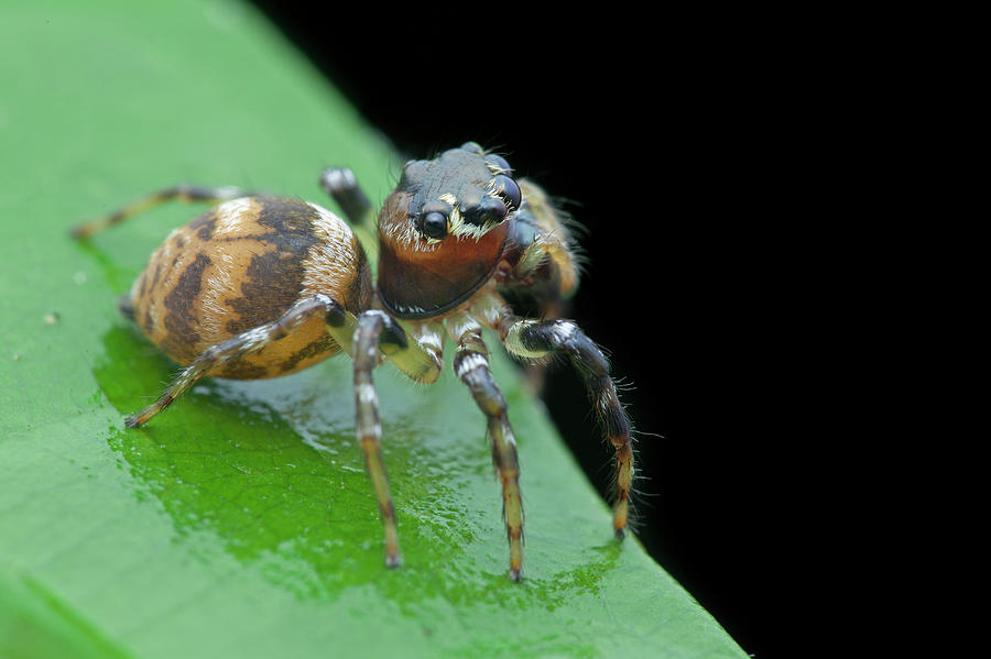 Jumping Spider #1 Photograph by Melvyn Yeo/science Photo Library