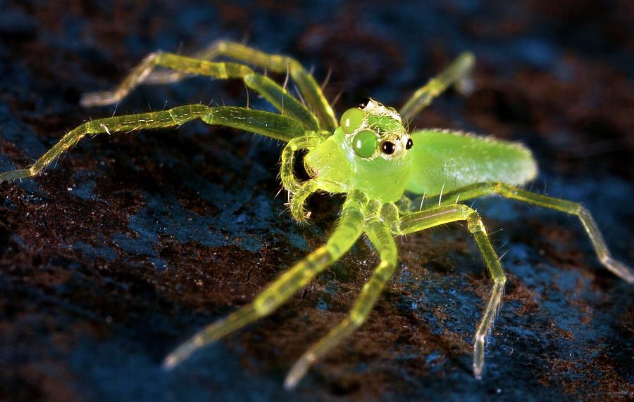 Jumping Spider #1 Photograph by Nicolas Reusens