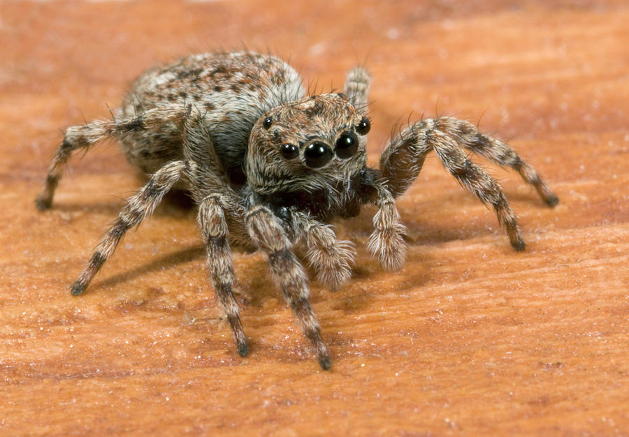 Jumping Spider #1 Photograph by Nigel Downer