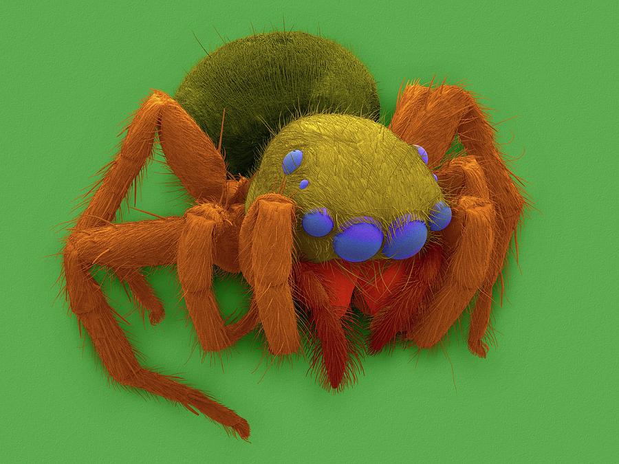 Jumping Spider (plexippus Paykulli) #1 Photograph by Dennis Kunkel Microscopy/science Photo Library
