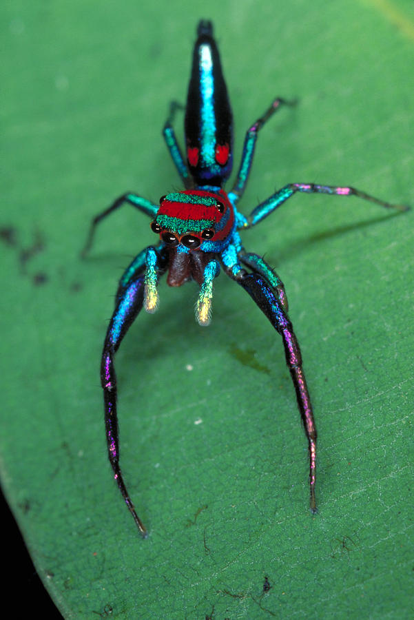 Jumping Spider #1 Photograph by Simon D. Pollard