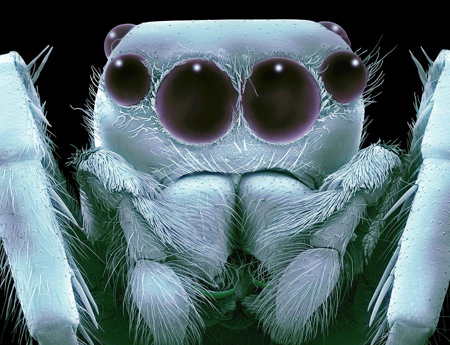 Jumping Spider #1 Photograph by Steve Gschmeissner/science Photo Library