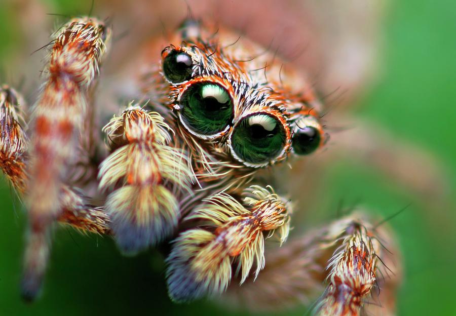 Jumping Spider #1 Photograph by Thomas Shahan/science Photo Library