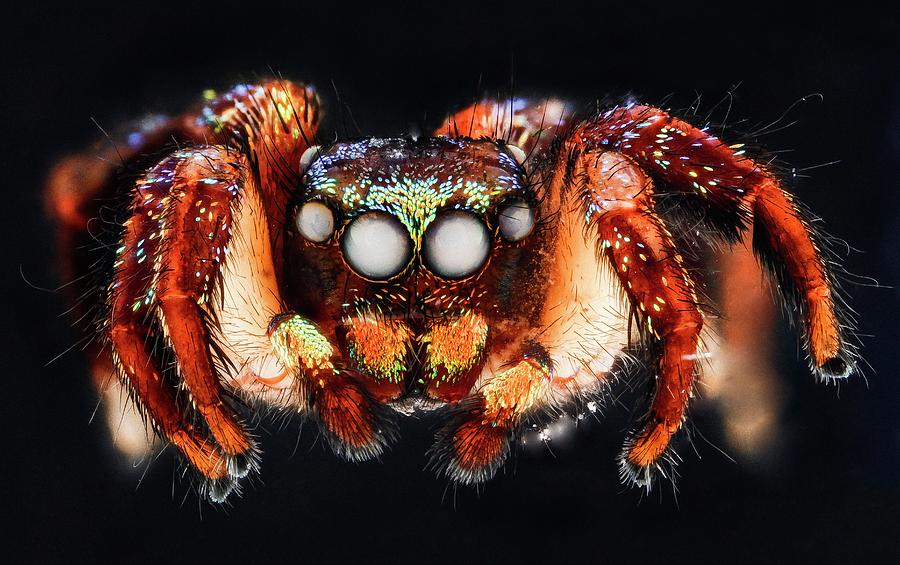 Jumping Spider #1 Photograph by Us Geological Survey