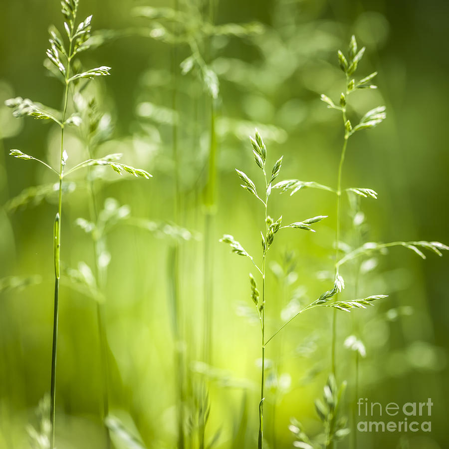 June green grass flowering 2 Photograph by Elena Elisseeva