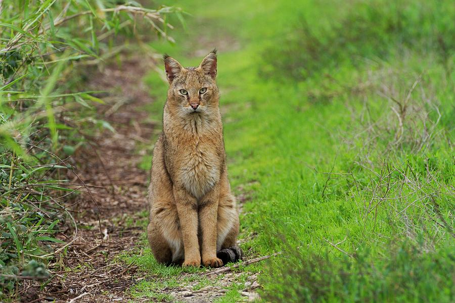Jungle Photograph - Jungle Cat (felis Chaus) In The Wild #1 by Photostock-israel