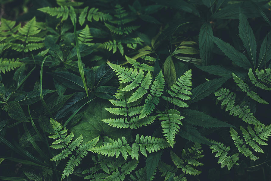 Jungle leaves background Photograph by Jasmina007