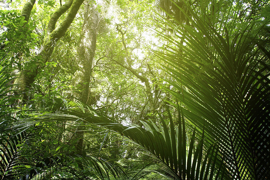 Jungle leaves Photograph by Les Cunliffe | Fine Art America